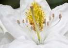 USA-Washington State Rhododendron flower Art Print